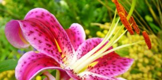 Açucena, de flores grandes e cónicas