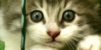 Gatos e o factor stress