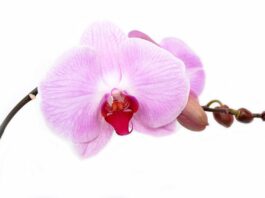 Curiosidades sobre Orquideas