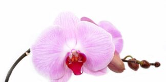 Curiosidades sobre Orquideas
