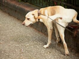 Como ensinar o seu cão a ser limpo