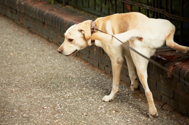 Como ensinar o seu cão a ser limpo