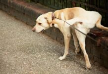 Como ensinar o seu cão a ser limpo