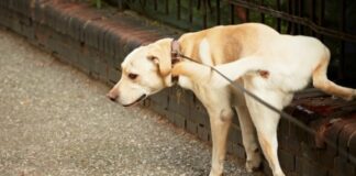 Como ensinar o seu cão a ser limpo