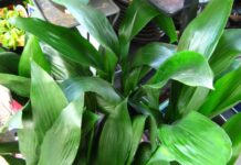 Como plantar a aspidistra