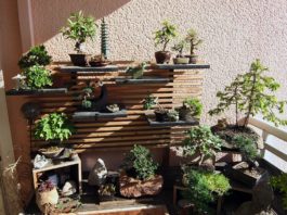 Como fazer um jardim bonsai