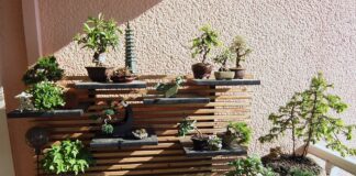 Como fazer um jardim bonsai