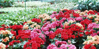 Como plantar begónias