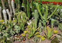 Plantar cactos no jardim ou em vasos: todos os segredos