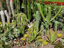 Plantar cactos no jardim ou em vasos: todos os segredos