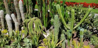 Plantar cactos no jardim ou em vasos: todos os segredos