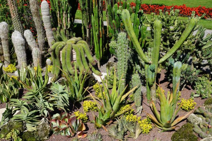 Plantar cactos no jardim ou em vasos: todos os segredos