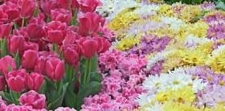 Chegou a primavera no jardim