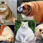 Obesidade animal