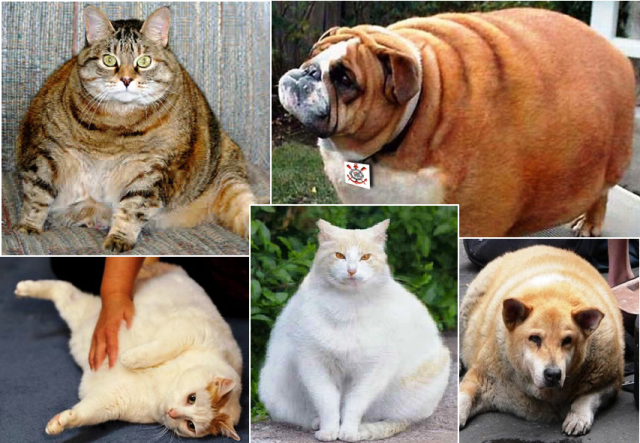 Obesidade animal
