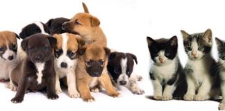 Esterilização animal