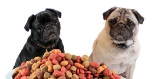 Sabe como alimentar o seu cão esterilizado?