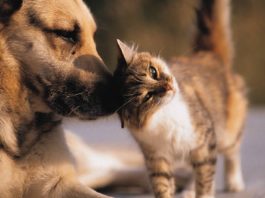 Como escolher o animal de estimação certo para a sua familia