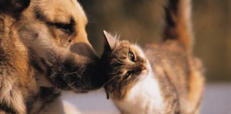 Como escolher o animal de estimação certo para a sua familia