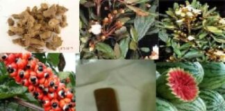 Ervas medicinais afrodisiacas