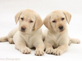 Labrador Retriever: o cão nadador