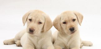 Labrador Retriever: o cão nadador