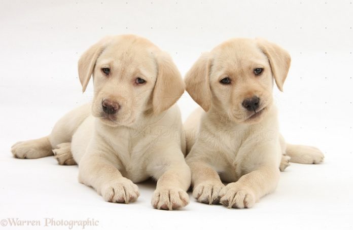 Labrador Retriever: o cão nadador