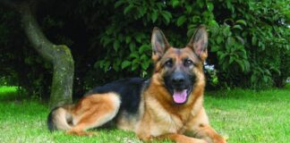 Pastor Alemão: o cão de guarda