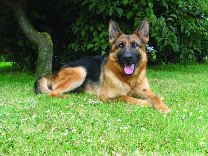 Pastor Alemão: o cão de guarda