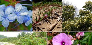 Calendário de plantação de arbustos