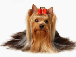 Yorkshire Terrier