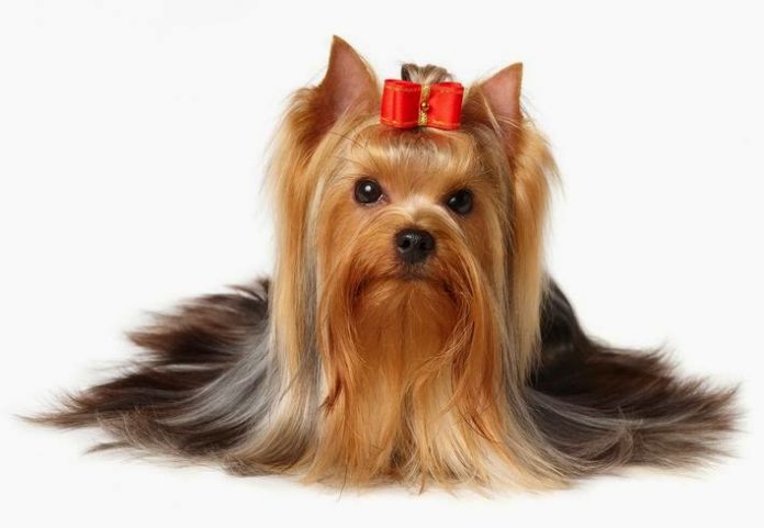 Yorkshire Terrier