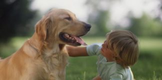 Animal de estimação