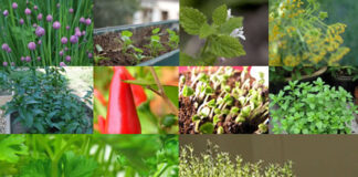 O prazer das ervas aromáticas