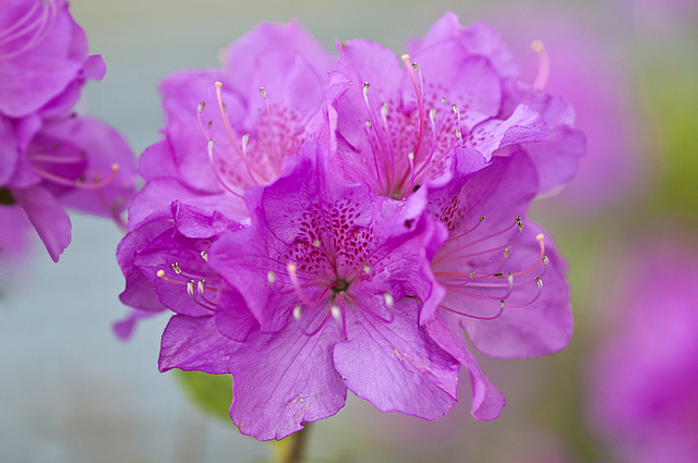 Azaléia, a flor que vive no Inverno - Mulher Portuguesa