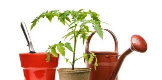 Calendário de jardinagem no mês de Janeiro