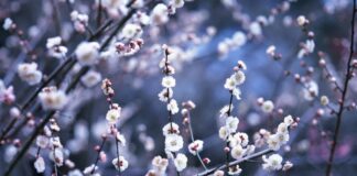 Calendário de jardinagem para plantar em Janeiro