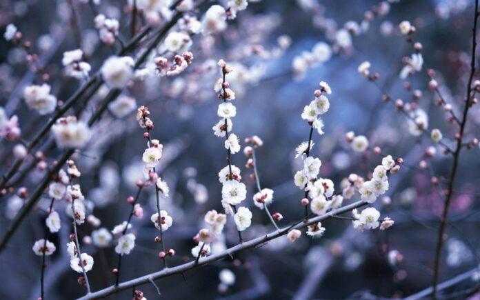 Calendário de jardinagem para plantar em Janeiro