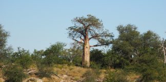 Baobá ou a árvore dos mil anos