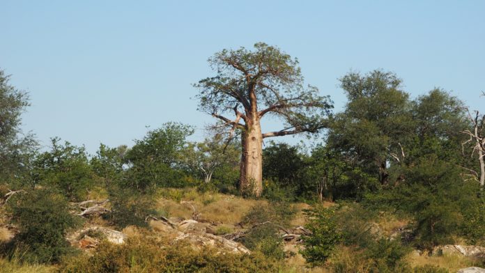 Baobá ou a árvore dos mil anos