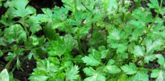 Como plantar salsa biológica em casa