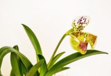 Como cuidar das suas Orquídeas: a luz ideal para as orquídeas