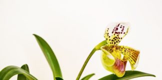 Como cuidar das suas Orquídeas: a luz ideal para as orquídeas