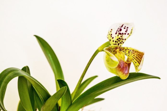 Como cuidar das suas Orquídeas: a luz ideal para as orquídeas