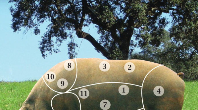 Divisão do porco alentejano