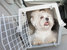 Transporte de Animais em segurança - cão