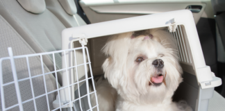 Transporte de Animais em segurança - cão