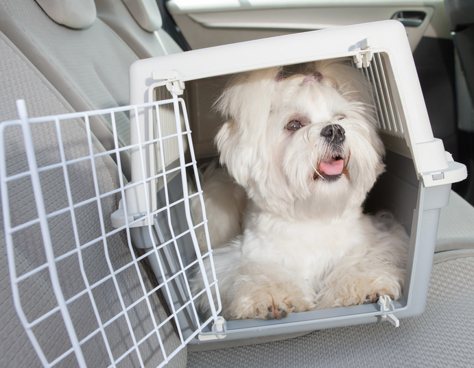 Transporte de Animais em segurança - cão