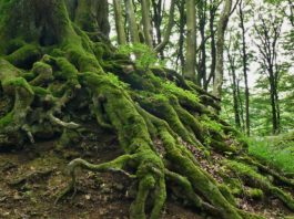 Raiz da planta - uma parte essencial nas suas plantas