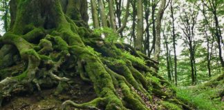 Raiz da planta - uma parte essencial nas suas plantas